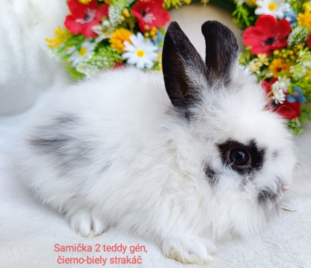 Zakrslý králik teddy gén s VP - samičky
