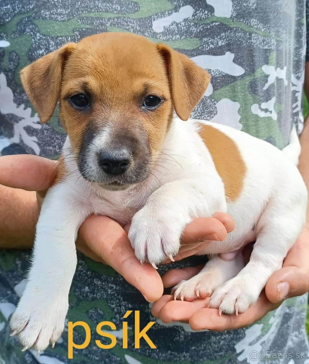Jack russel terier šteniatka