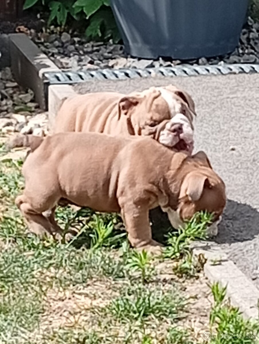 Anglicky buldog-steniatka