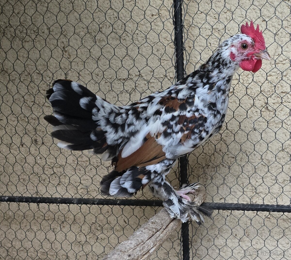 Predám ml. kohúta liliputka