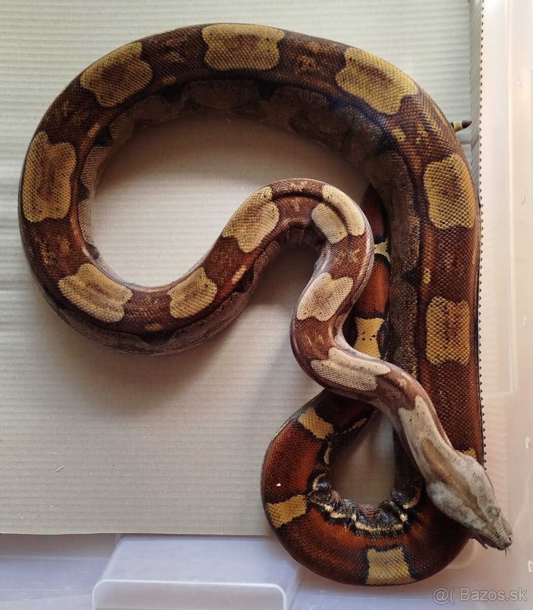 Boa constrictor