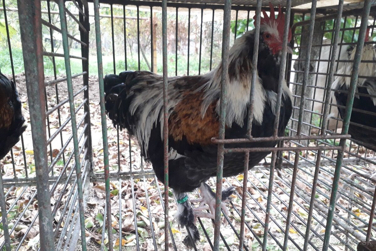 Kohut Faverolka lososova