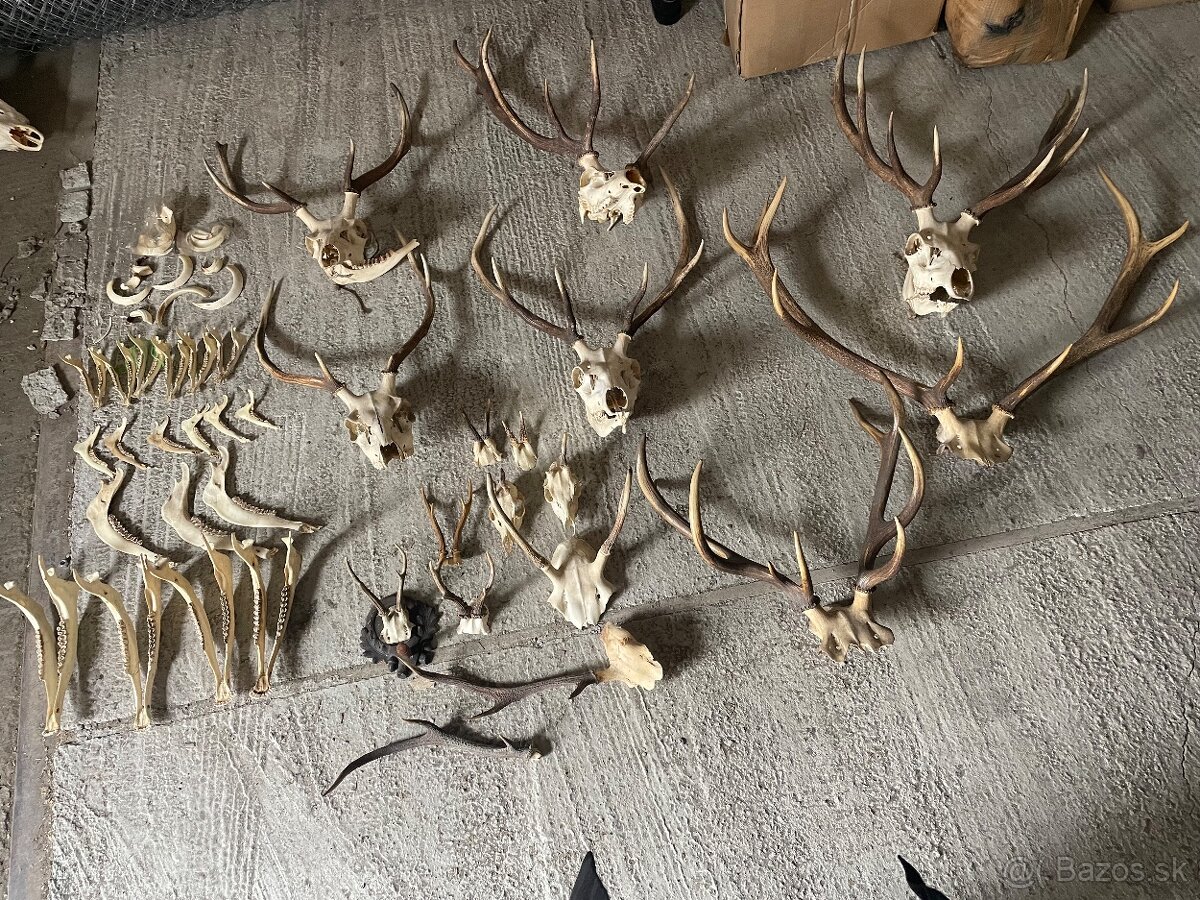 Poľovnícke trofeje – parohy, lebky, čeľuste, diviačie kly