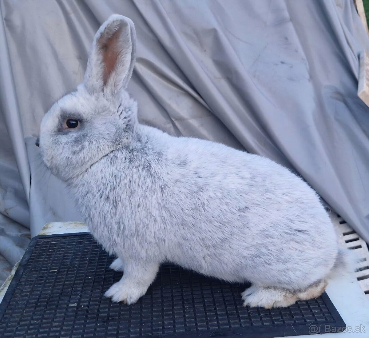 Velký svetlý strieborný - samec