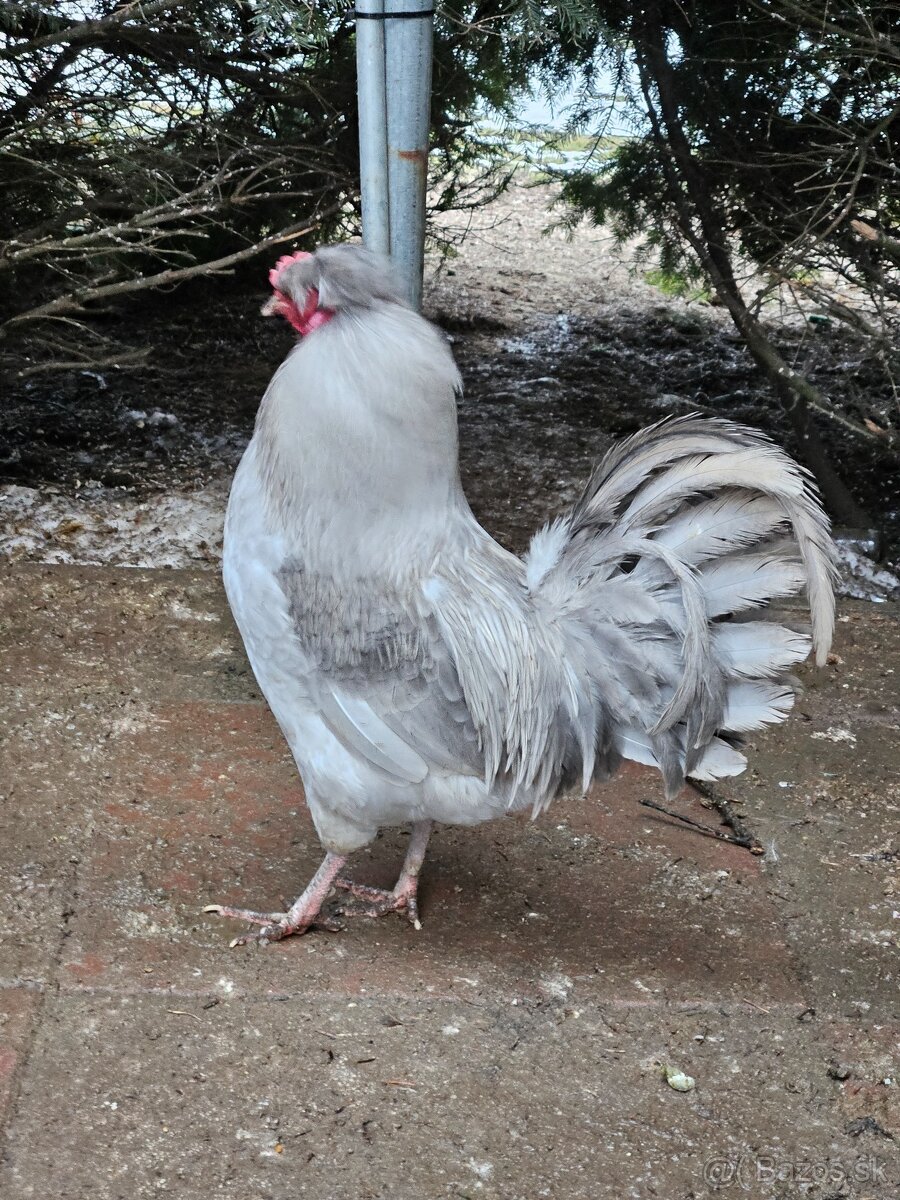 Araucana lavender
