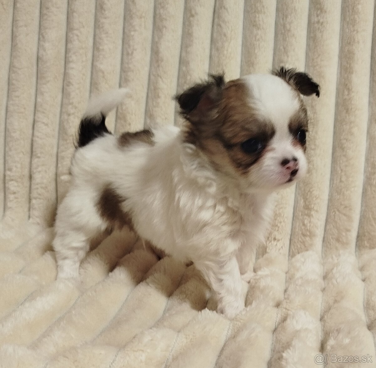 Čivava mini psík dlhosrstý