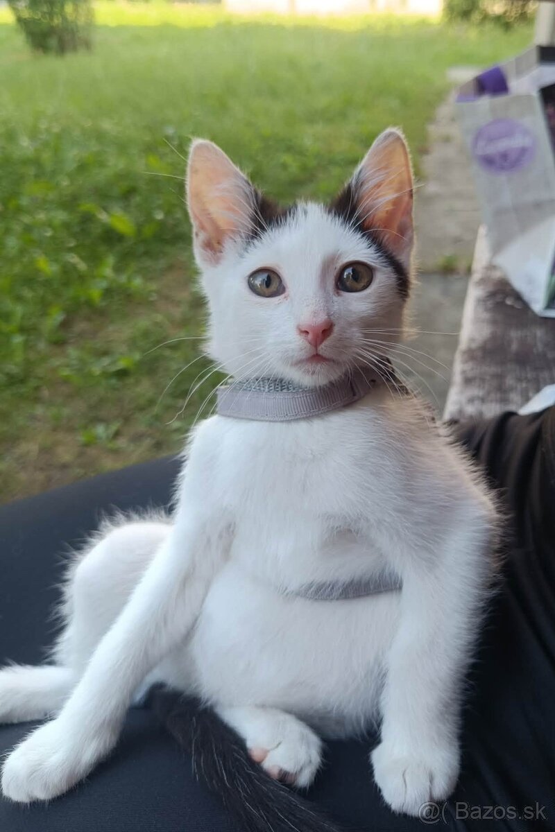 Kocúrik