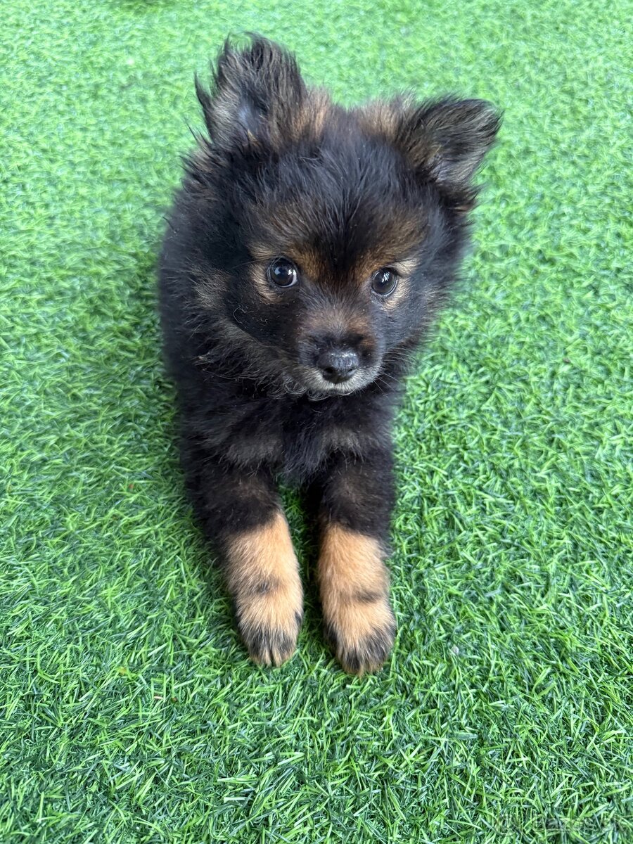 Pomeranian Spicc