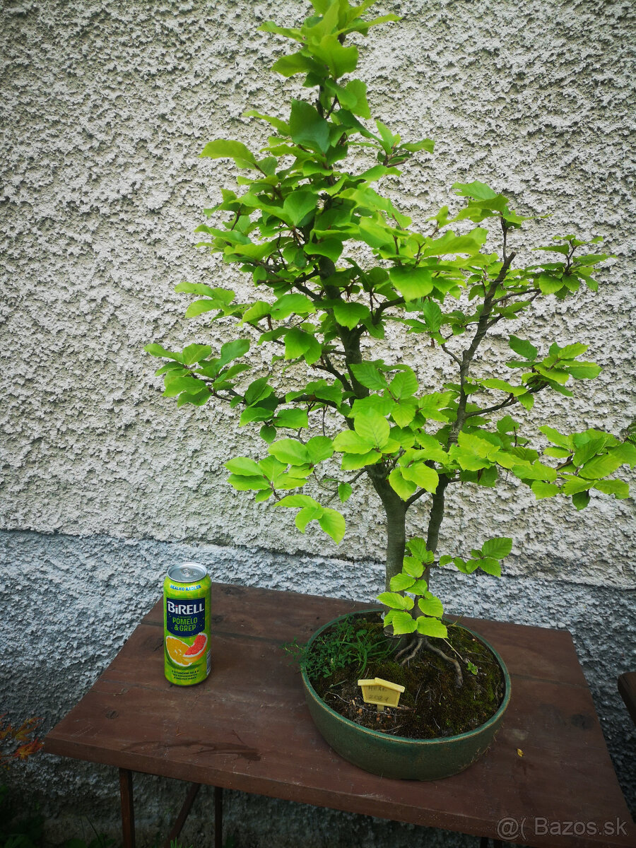 bonsai 20