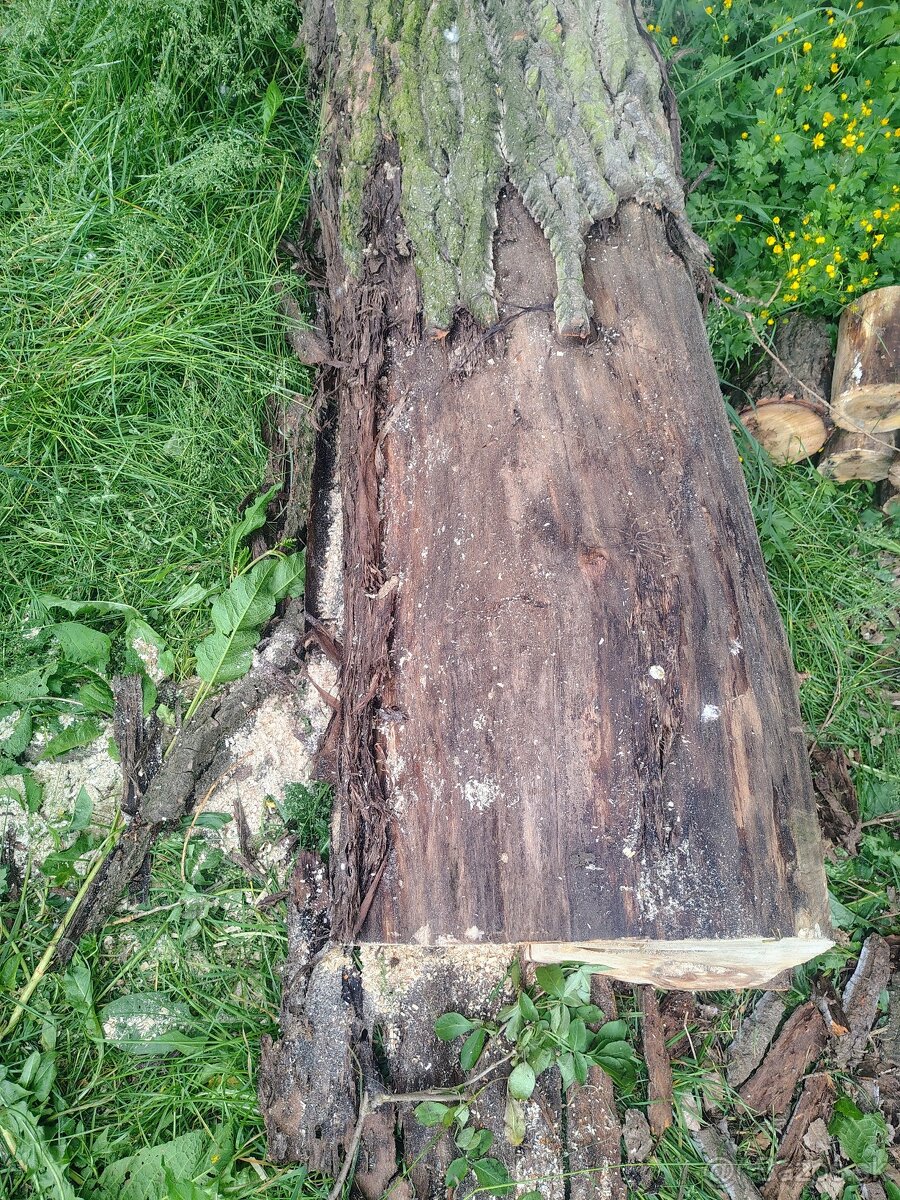 Predám topoľ javor jaseň jelša borovica lipa