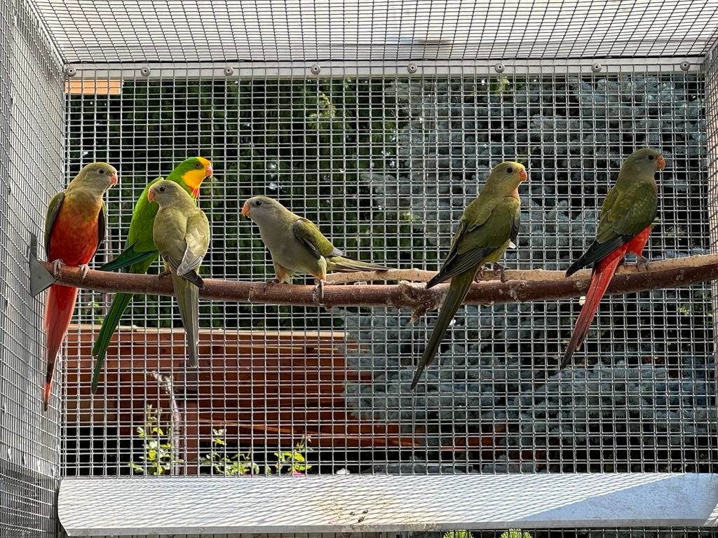 Baraband mutacia