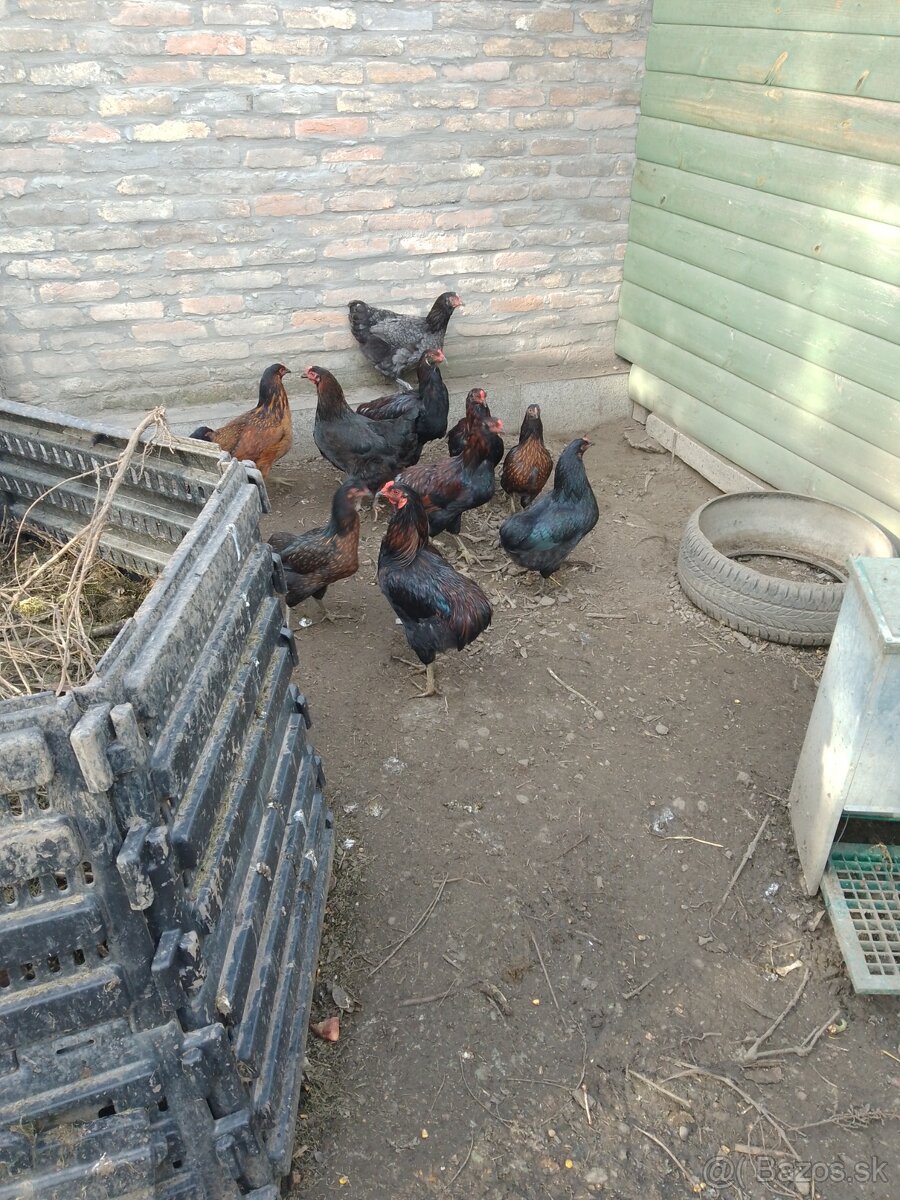 Araucana