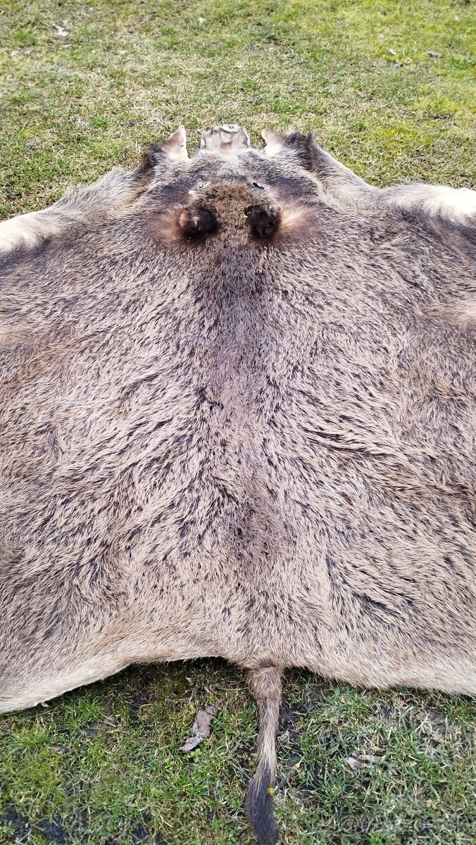 Predám vypracovanu kožu zlatého diviaka parožie zhody trofej