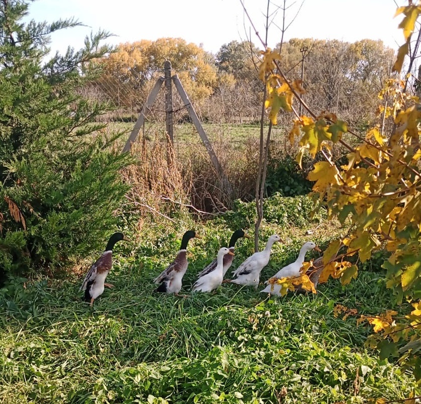 Kačica pyžmová, indický bežec, kačica diva