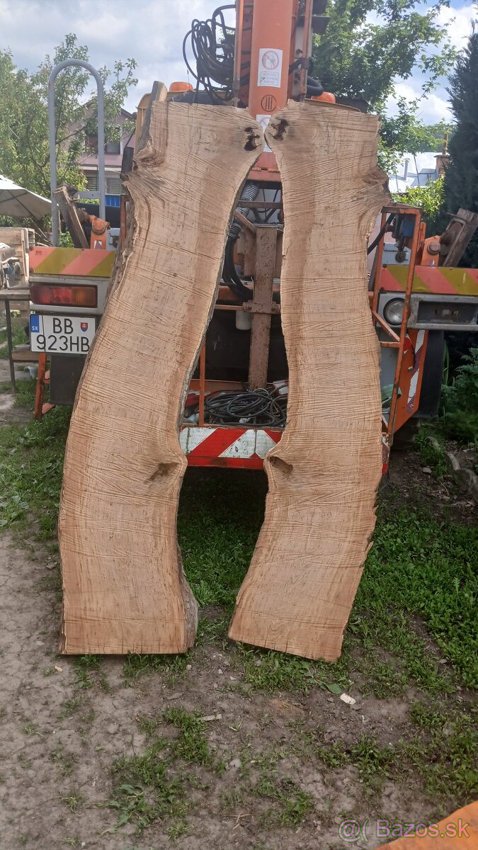 Dub cerovy