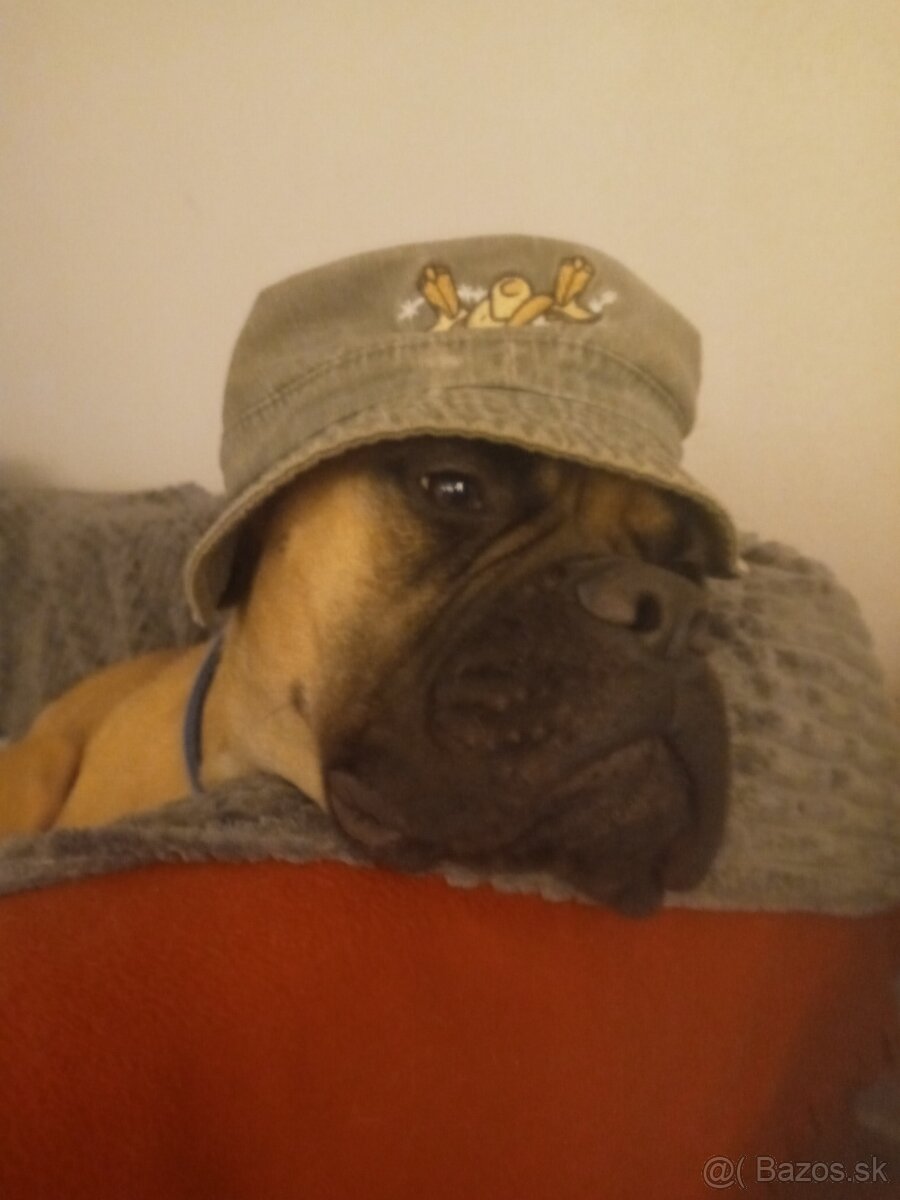 Bulmastif šteniatka🥰