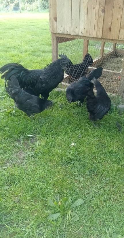 Ayam cemani-násadové vajcia