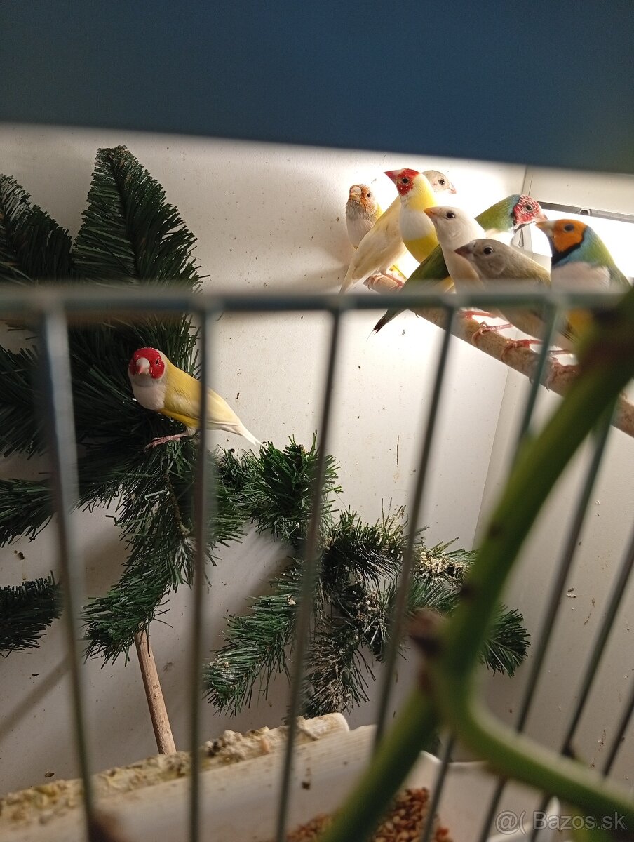 Amadina gouldova, drobotina