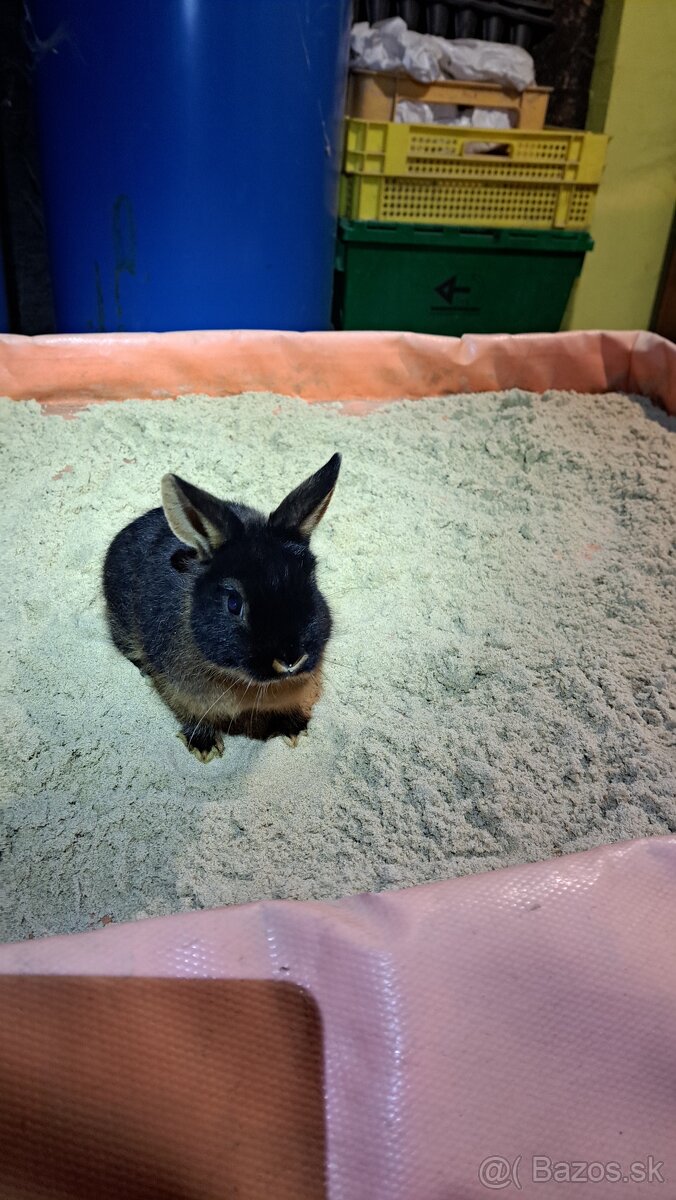 zakrslí kralik ohnivák