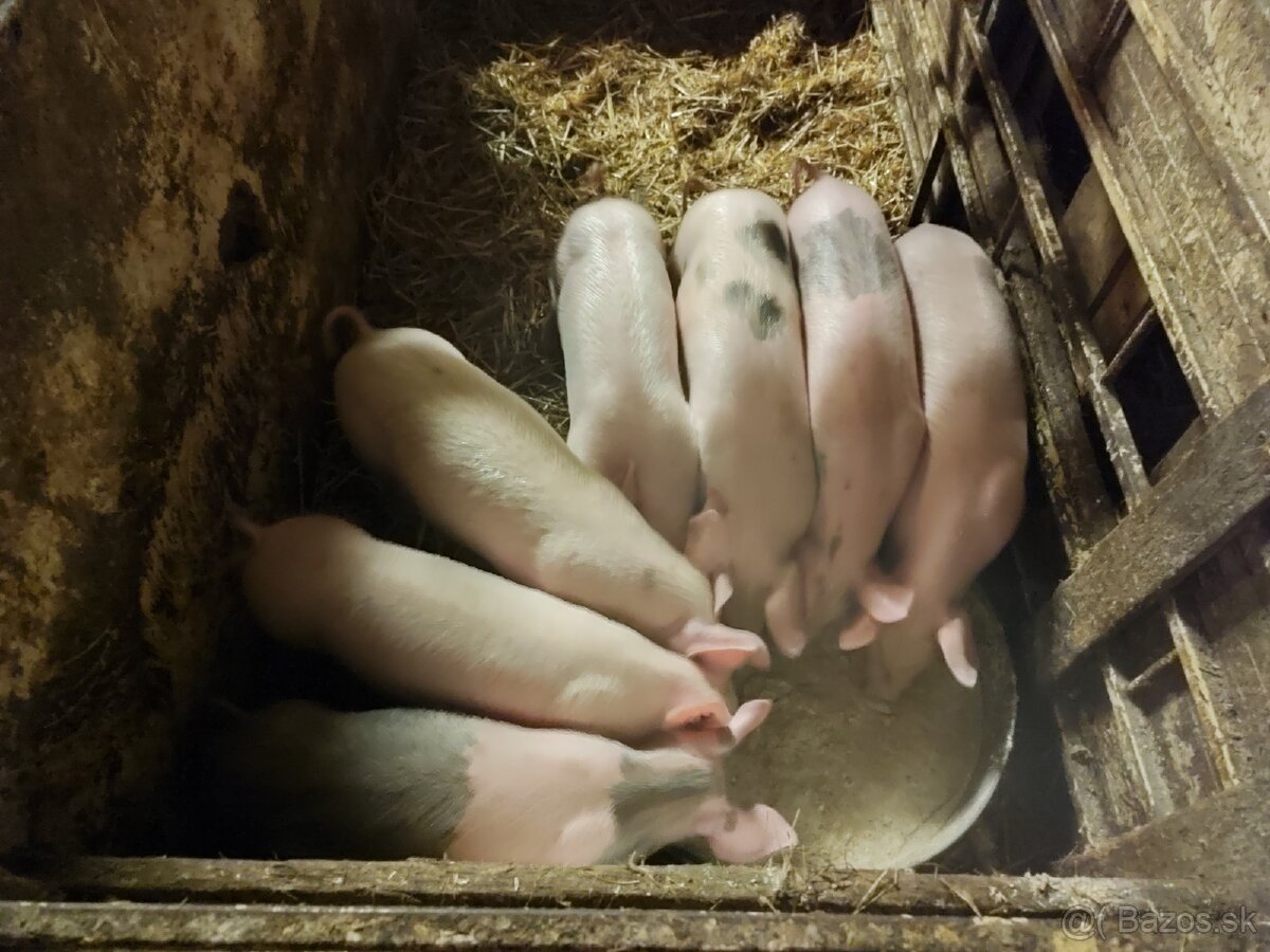 ✅Odšťavovčatá❗❗❗