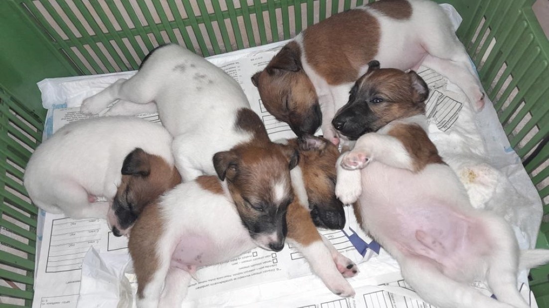 Foxteriér hladkosrstý od Hrubého lesa