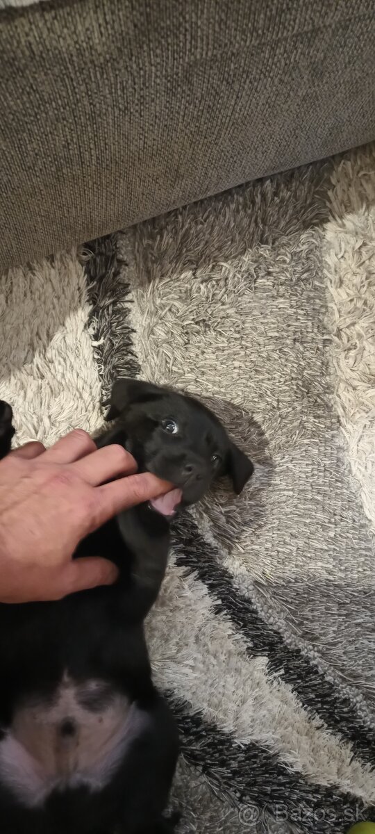 Šteniatko labradora