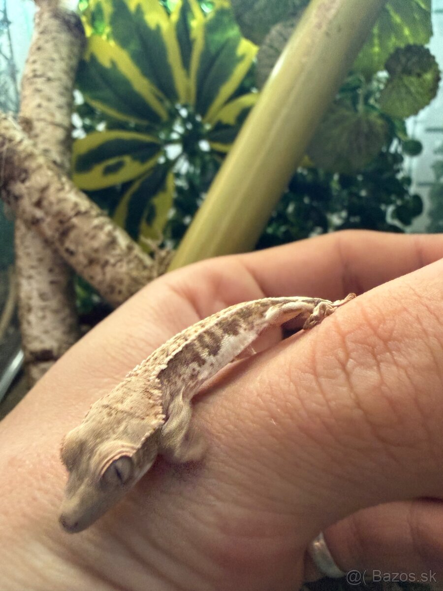 Terárium + Pagekon riasnatý