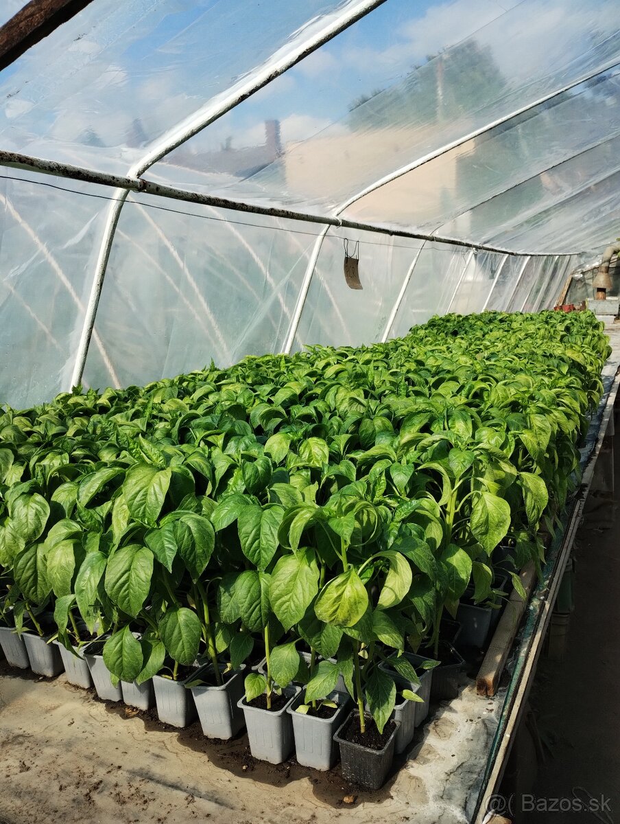 Predám priesady /planty/ papriky