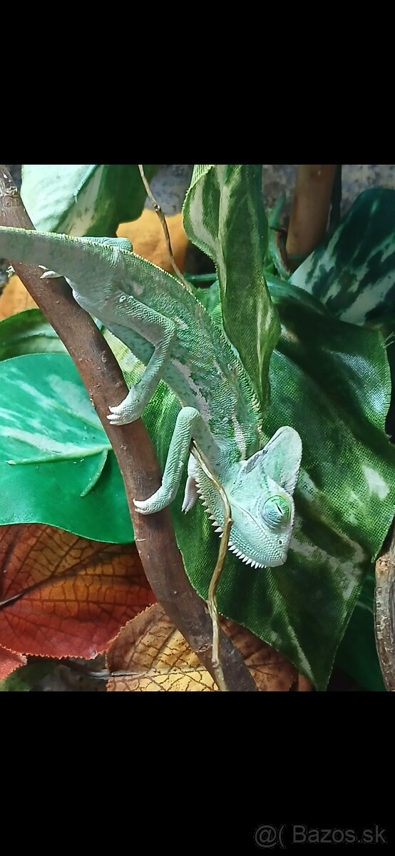 Chameleon jemensky