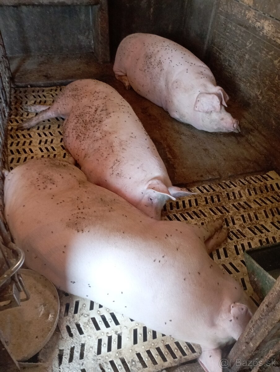 Jatočná osipana