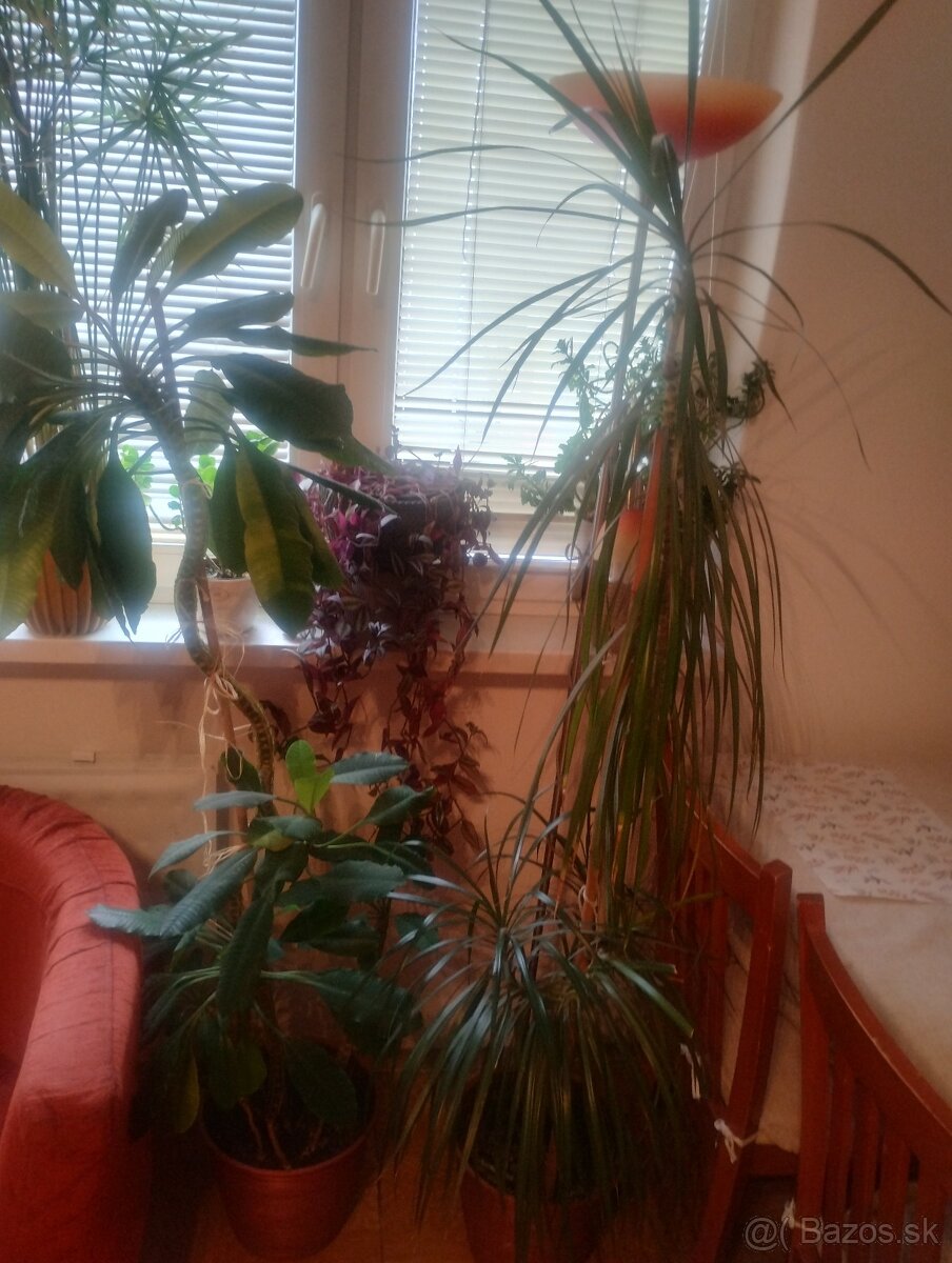 Predám veľké izbové kvetiny