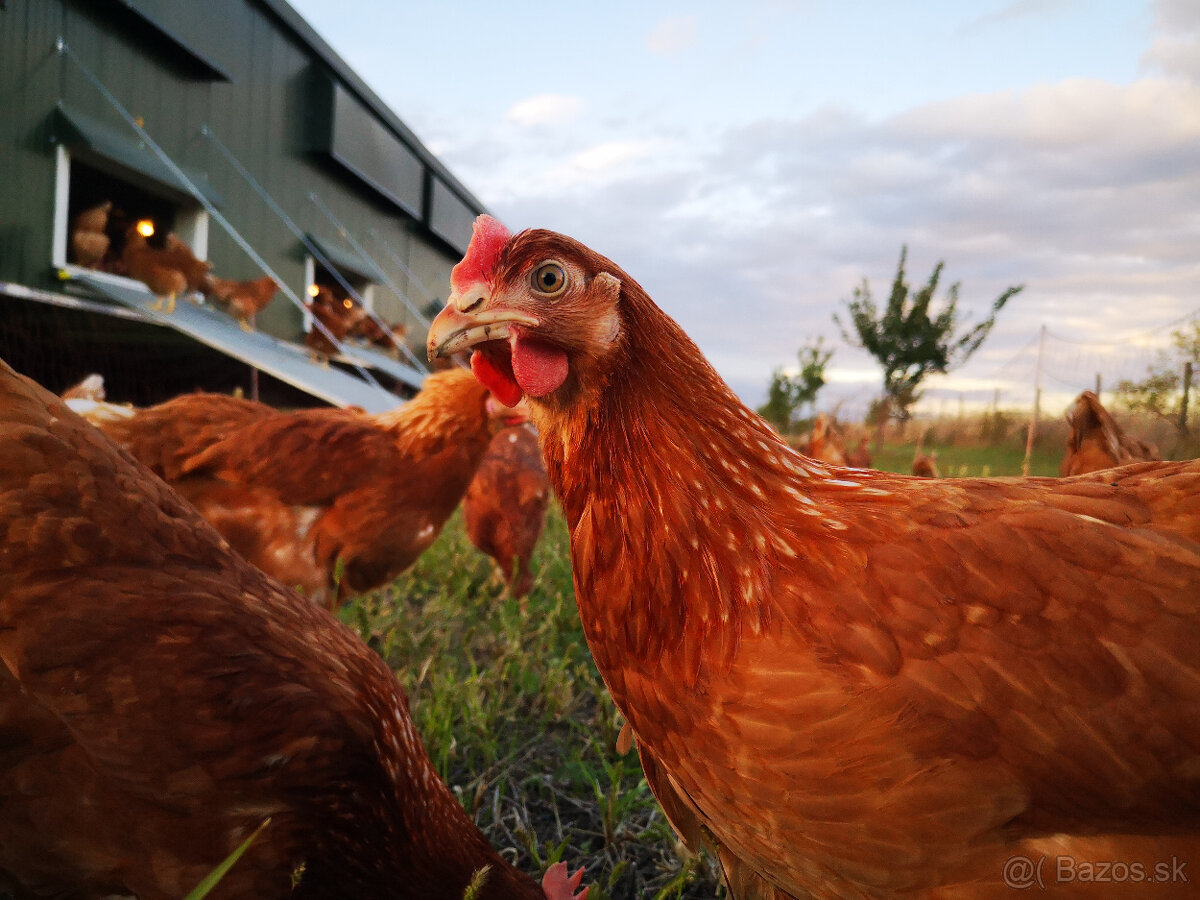 Predám ročné nosnice z bio chovu v plnej znáške