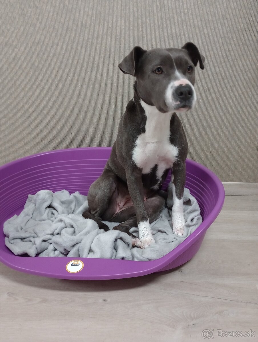 Americky stafordsirsky terier