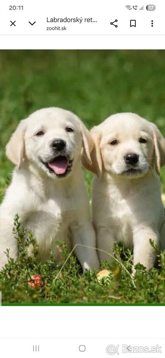 Kúpim šteniatko fenku labradora