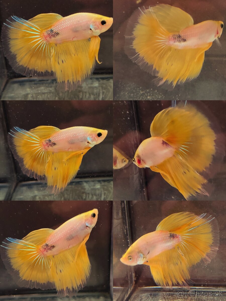 Betta Splendens - Bojovnica Pestrá.