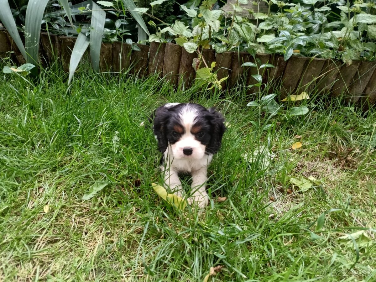 Cavalier king charles spaniel
