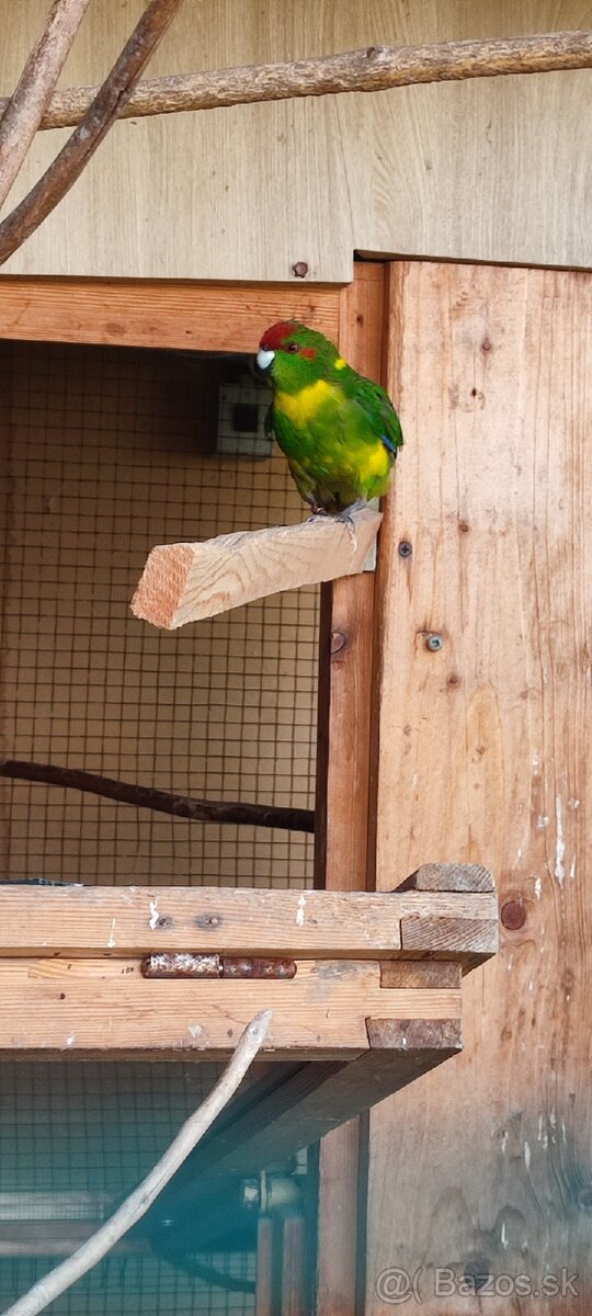 Kakariky