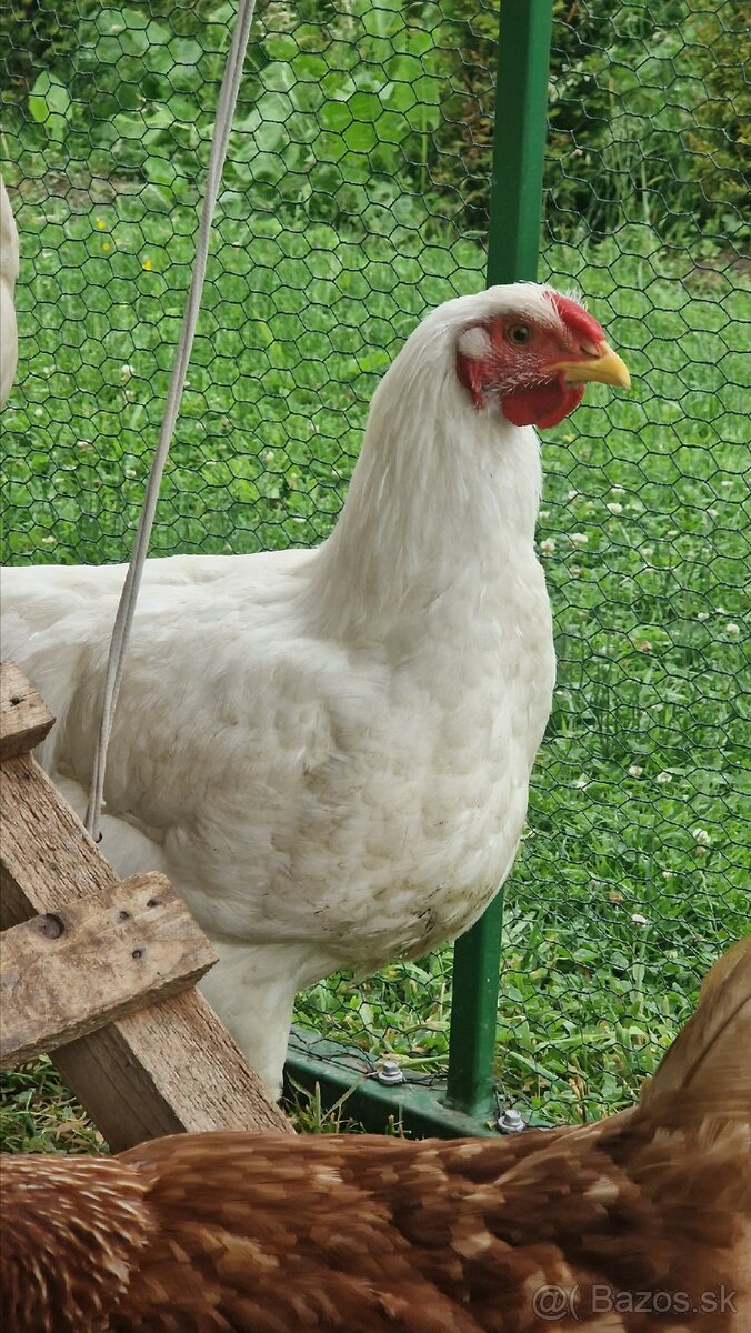Predám čistokrvného kohúta oravky bielej