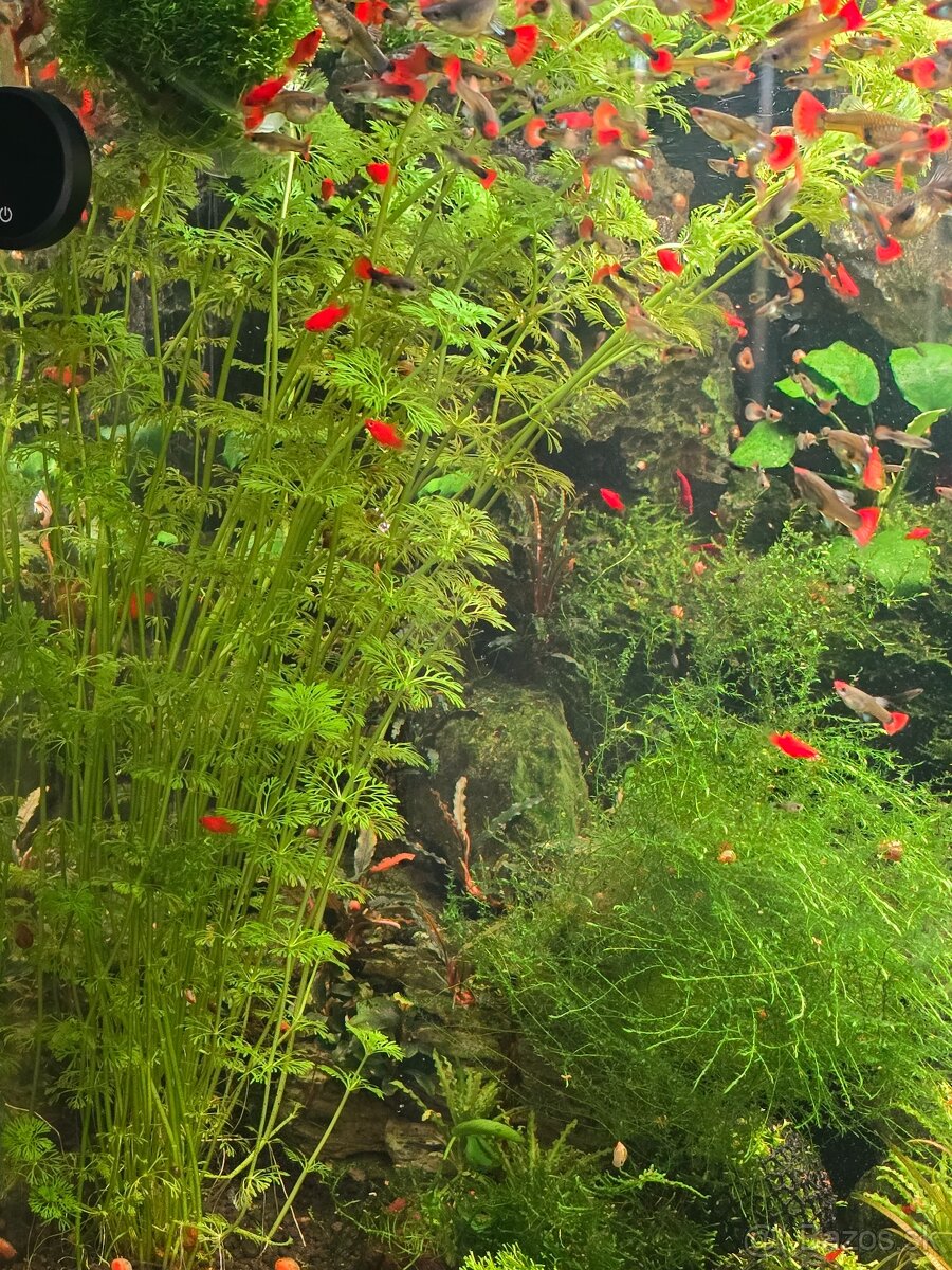 Limnophila sesiliflora