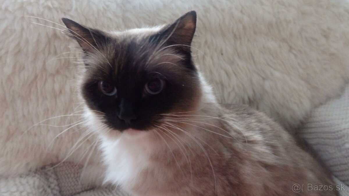 ragdoll,radgoll dospelé mačky na predaj