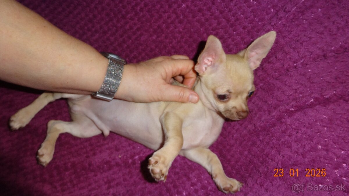 čivava krátkosrstá