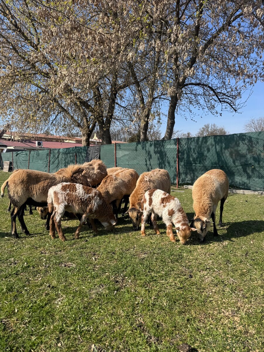 Predám Kamerunske jahňatá