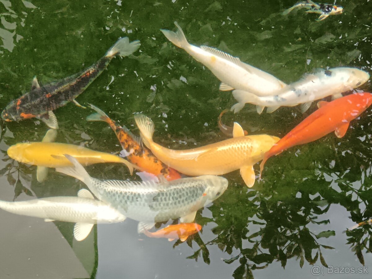 Koi - kapre 35 cm