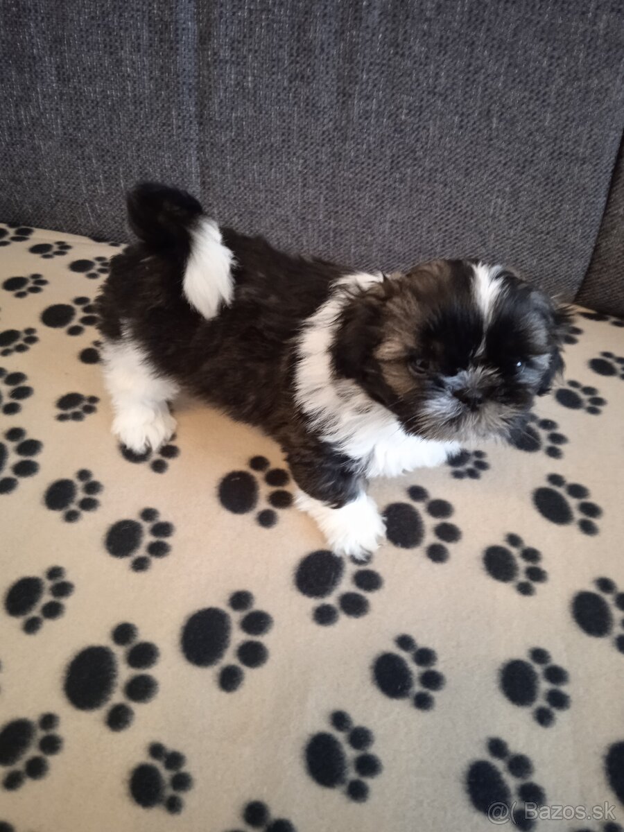 Psy shih-tzu