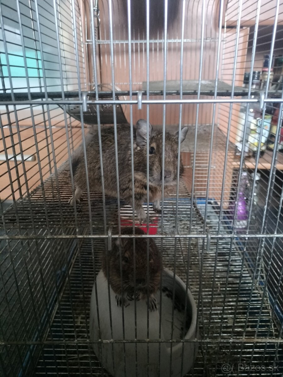 Odmäk degu - darujem