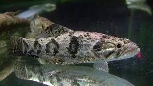 Wolf Fish/ Hoplias Malabaricus