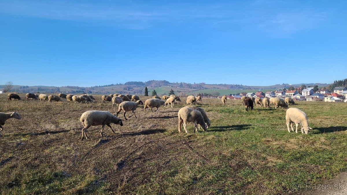 Ošetrovanie paznechtov