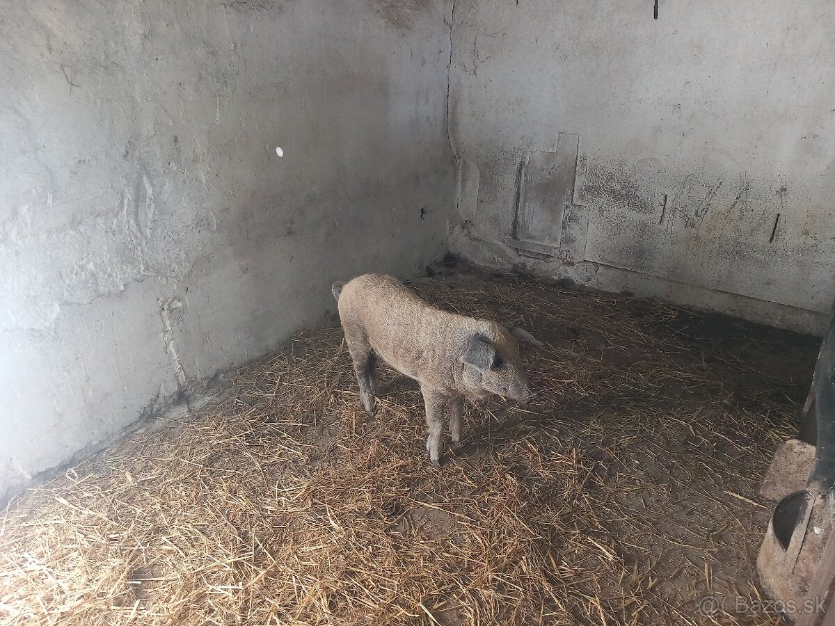 Mangalica,odstavča