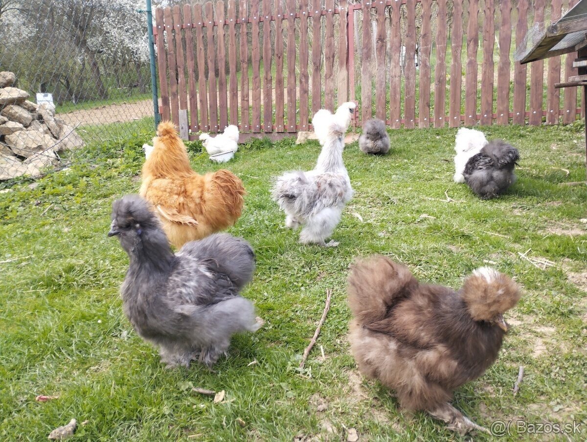 Kuriatka hodvabnicky, Appenzel, Marans