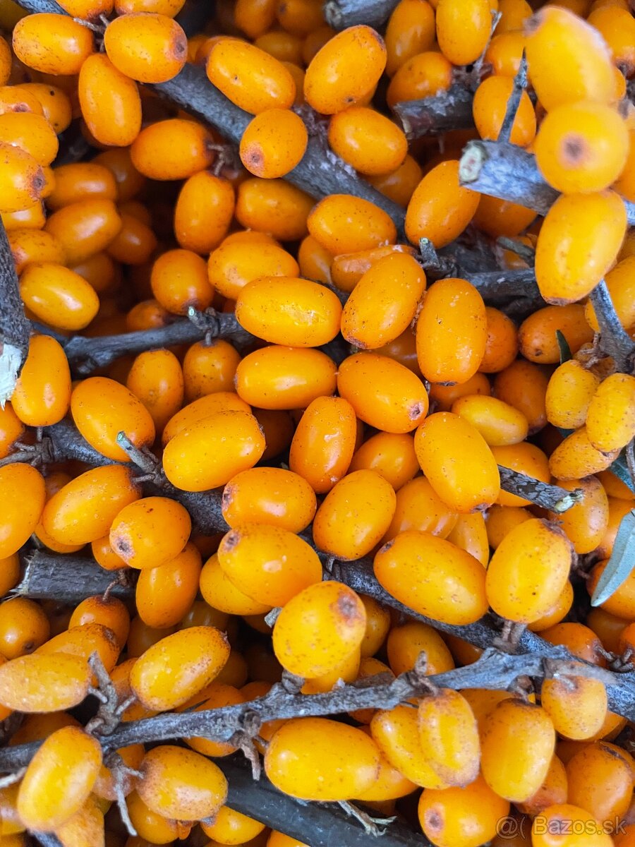 Rakytník